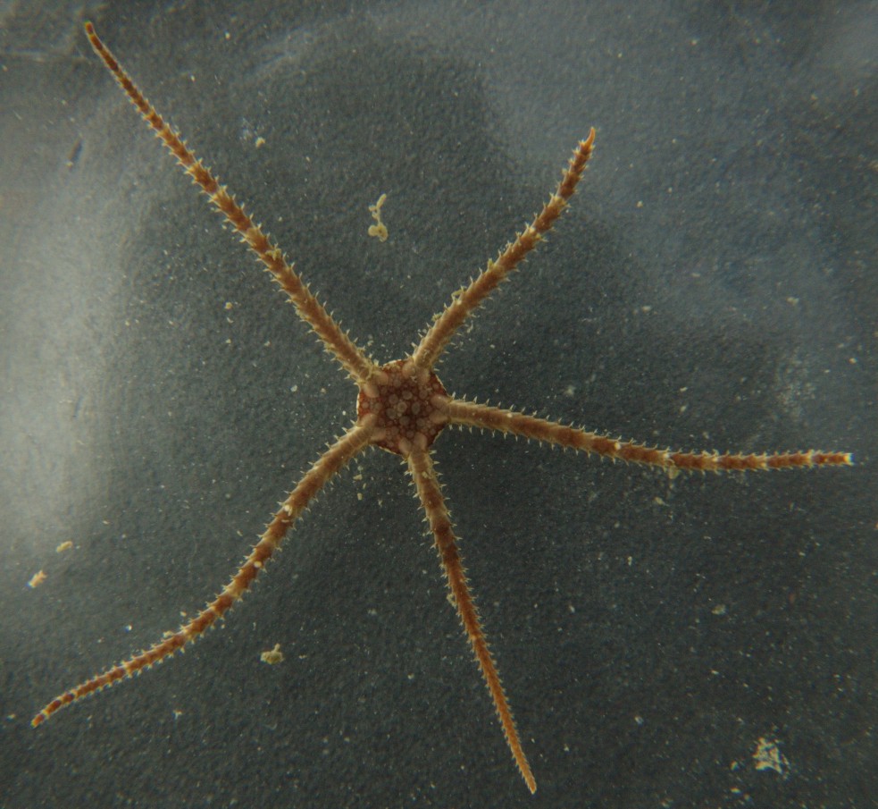 Ophiura luetkenii
